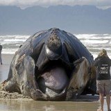 A large section of coastline in South Africa has been closed after a 15-metre whale washed ashore following an attack by Great White sharks