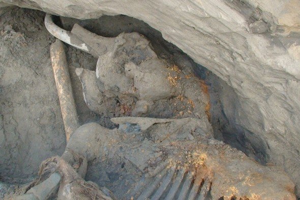 A well-preserved mammoth carcass has been found by an 11-year-old boy in the permafrost of northern Siberia