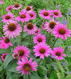 According to the largest ever clinical study of echinacea, the herbal remedy can prevent colds and is of most benefit to people who are prone to them