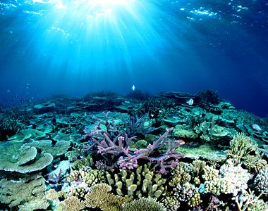Australia's Great Barrier Reef has lost more than half its coral cover in the past 27 years