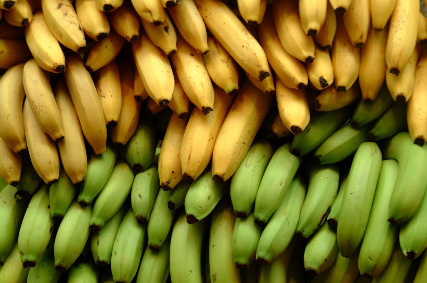 Climate change could lead to bananas becoming a critical food source for millions of people