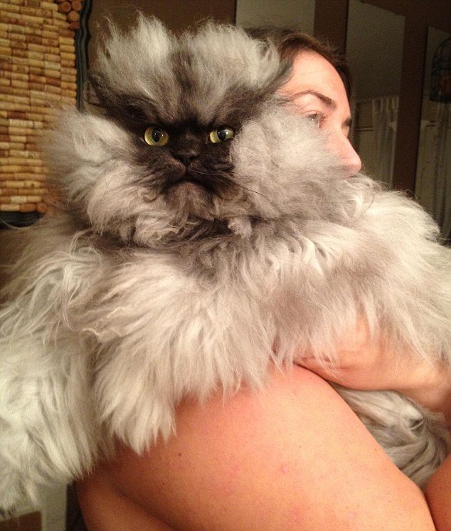 Colonel Meow has won tens of thousands of admirers
