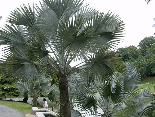 Madagascar palms face extinction due to land clearing