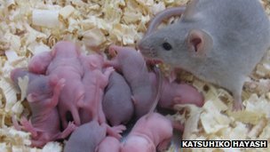 Stem cells made from skin have become "grandparents" after generations of life were created in experiments by scientists in Japan