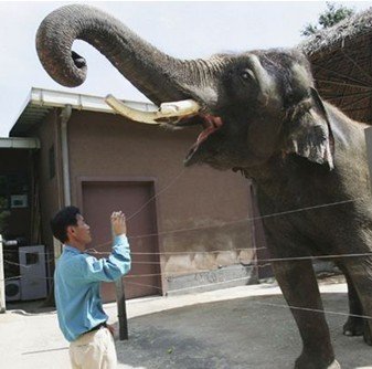 Asian elephant Koshik has astounded scientists with his Korean language skills