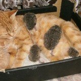 Sonya, the ginger cat from central Russia, only had one kitten of her own meaning there was plenty of milk to spare, so she readily adopted the four baby hedgehogs into the family