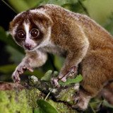 The primate is a type of slow loris, a small cute-looking animal that is more closely related to bushbabies and lemurs than to monkeys or apes