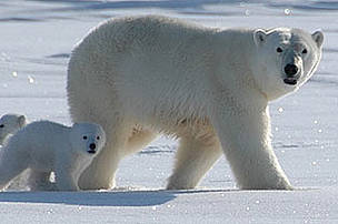 Wildlife campaigners are at odds over a new attempt to ban the global trade in polar bear parts