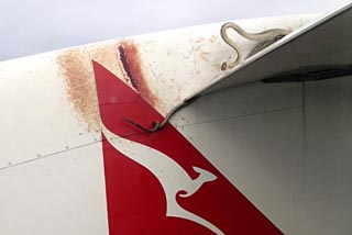 A 10 ft scrub python was battling to retain its grip on the wing as a Qantas plane made its way between the Australian town of Cairns and Port Moresby in Papua New Guinea
