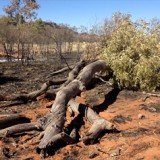 Two ghost gum trees made famous by the work of Australian Aboriginal artist Albert Namatjira have been found burnt in Alice Springs