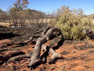 Two ghost gum trees made famous by the work of Australian Aboriginal artist Albert Namatjira have been found burnt in Alice Springs