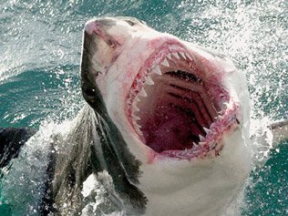 A great white shark has killed a man off Muriwai Beach near the New Zealand city of Auckland