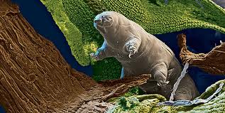 Tardigrade, known as water bear, is dubbed nature's greatest survivor, being almost invincible
