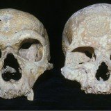 A new study of Neanderthal skulls suggests that they became extinct because they had larger eyes than our species