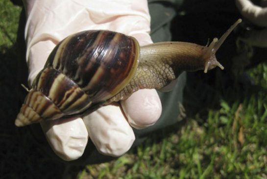 African land snail is one of the world's largest species of snail