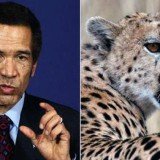 Botswana President Ian Khama needed stitches on his face after being scratched by a cheetah