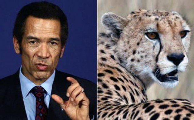 Botswana President Ian Khama needed stitches on his face after being scratched by a cheetah