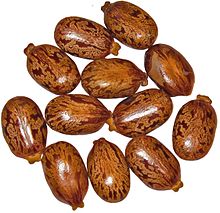 Castor bean seeds