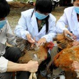 China is increasing efforts to contain the spread of a new strain of bird flu which has killed six people in the country
