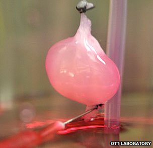 Researchers at Massachusetts General Hospital have taken the first steps towards creating usable engineered kidneys