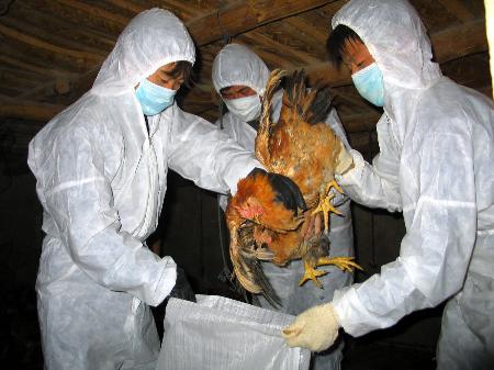 Six people died in China since the outbreak of a new strain of bird flu