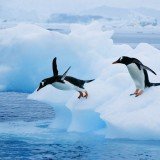 Researchers believe that the penguin's underwater prowess may have cost it its ability to fly