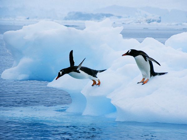 Researchers believe that the penguin's underwater prowess may have cost it its ability to fly