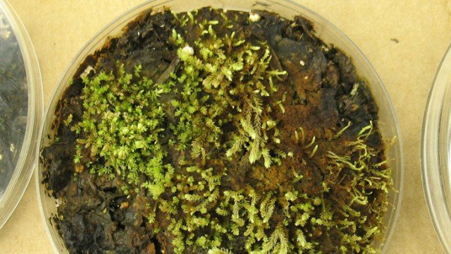Samples of 400-year-old plants known as bryophytes have flourished under laboratory conditions