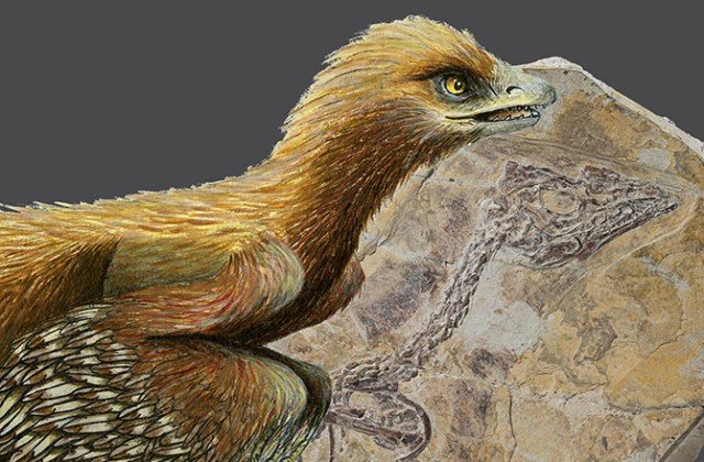 The fossil animal, which retains impressions of feathers, is dated to be about 160 million years old