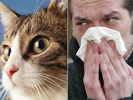 British scientists have discovered how allergic reactions to cats are triggered, raising hopes of preventative medicine