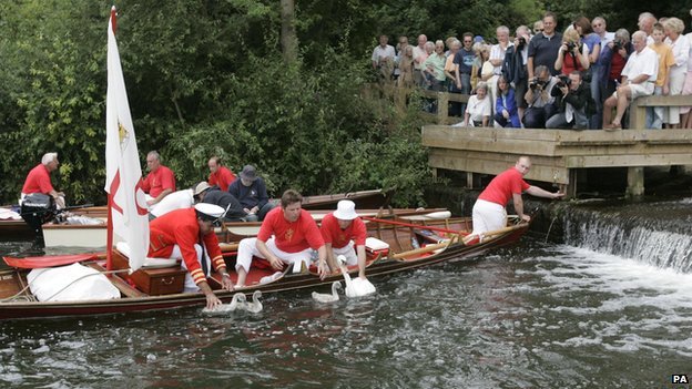 The ritual known as Swan Upping dates back to the 12th century when the ownership of all unmarked mute swans in open water in Britain was claimed by the Crown 