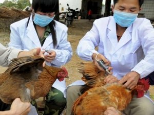 Scientists have reported the first case of human-to-human transmission of the new strain of bird flu that has emerged in China