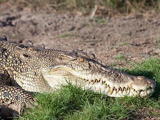 The man is believed to have been killed by a crocodile in the Northern Territory while swimming in Mary River during a birthday party