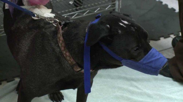 A recently discovered virus has killed multiple dogs in Ohio