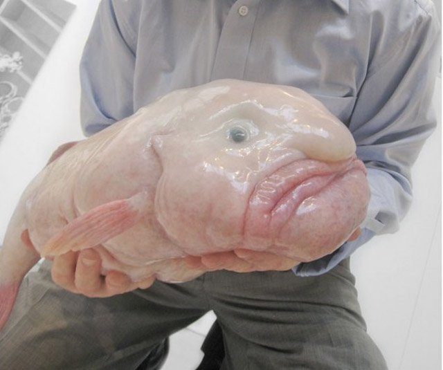 Blobfish has won a public vote to become the official mascot of the Ugly Animal Preservation Society