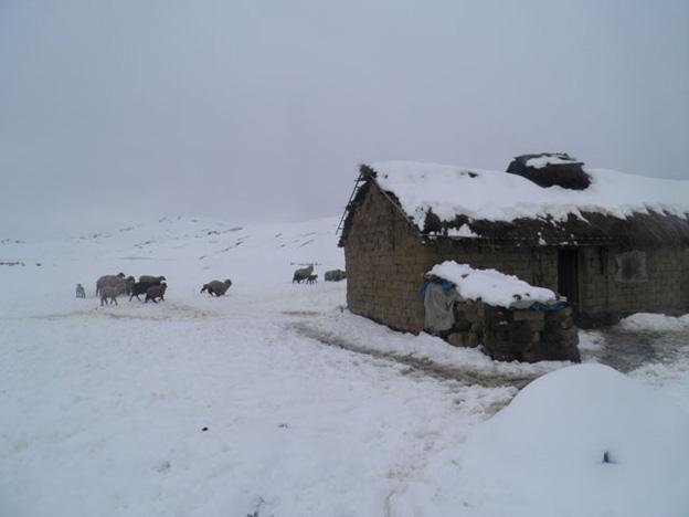 Tens of thousands of animals have frozen to death in Peru over the past week