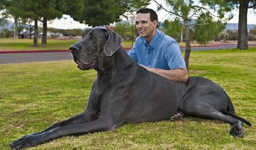 Giant George was the world’s tallest dog according to the Guinness World Records 