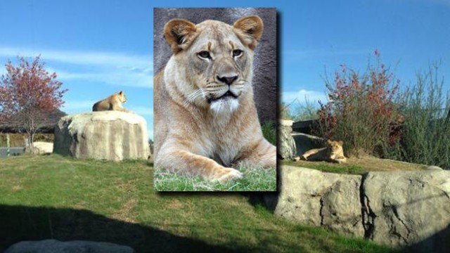 Lioness Johari, known as Jo-Jo, was a Dallas Zoo staff favorite