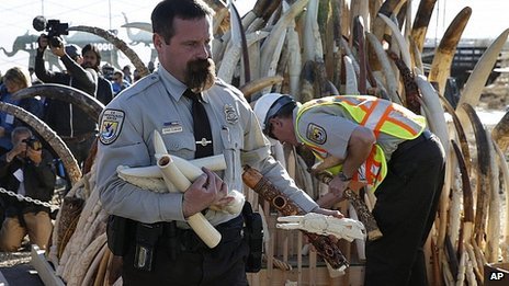 More than 6 tons of seized ivory including tusks, carvings and jewellery have been crushed in Colorado