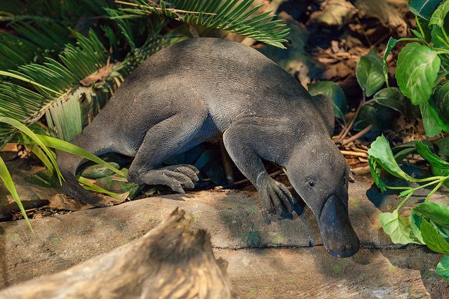 Scientists have unearthed a part of a giant platypus fossil in Queensland
