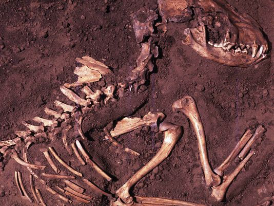 The new research, based on a genetic analysis of ancient and modern dog and wolf samples, points to a European origin at least 18,000 years ago