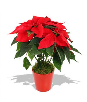 The Mafia men have been forcing shop owners to buy Christmas poinsettias for 100 times the wholesale price