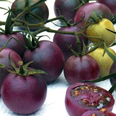 Genetically modified purple tomato large-scale production is now under way in Canada