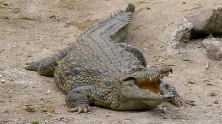 Saltwater crocodiles are the largest living reptiles on Earth 