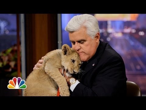 Jay Leno welcomed animal expert Dave Salmoni and his lions on Friday night