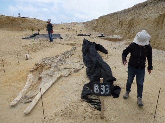 The whale graveyard found beside the Pan-American Highway in Chile is one of the most astonishing fossil discoveries of recent years