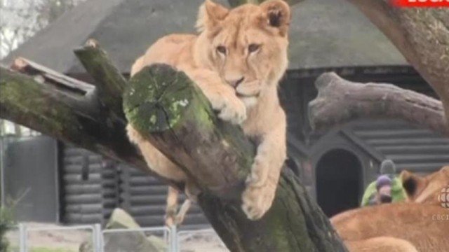 Copenhagen Zoo that provoked outrage after putting down Marius the giraffe has killed a family of four lions to make way for a new young male lion