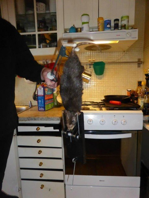 Measuring nearly 16in plus tail, the rat terrified the family in Solna district