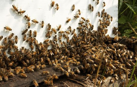 The woman is believed to have suffered about 1,000 stings after being attacked by a swarm of killer bees that covered her entire body