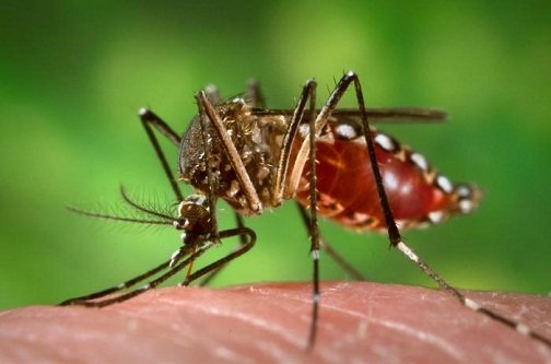 Chikungunya virus is spread by two species of mosquitoes, aedes aegypti and aedes albopictus